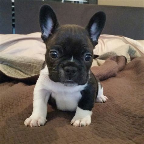 Chanel is a French Bulldog puppy for sale in Santa Clarita, CA